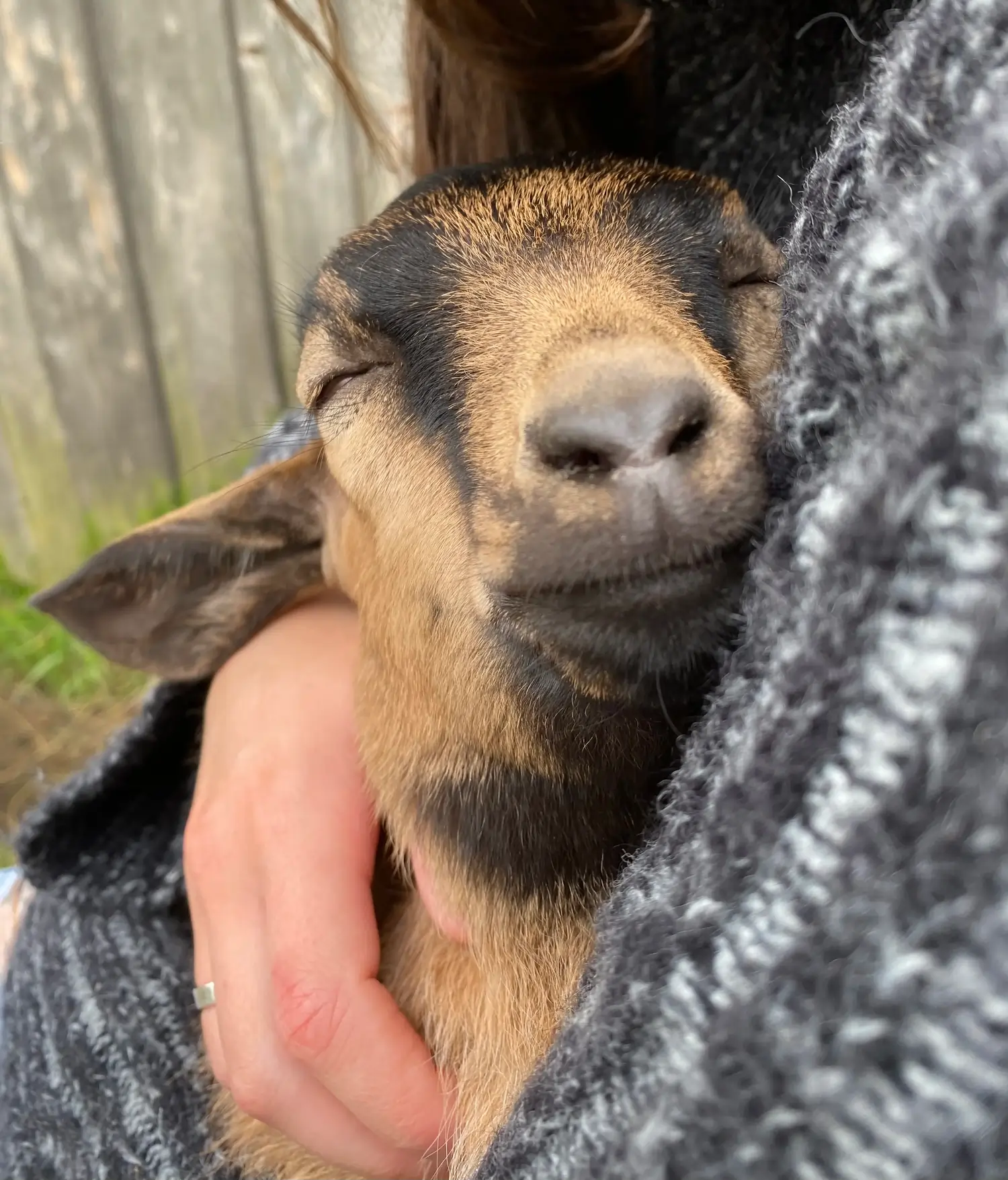 A goat resting its head on a visitor’s shoulder with eyes closed during a snuggle session at Hazels Homestead in Standish, Maine